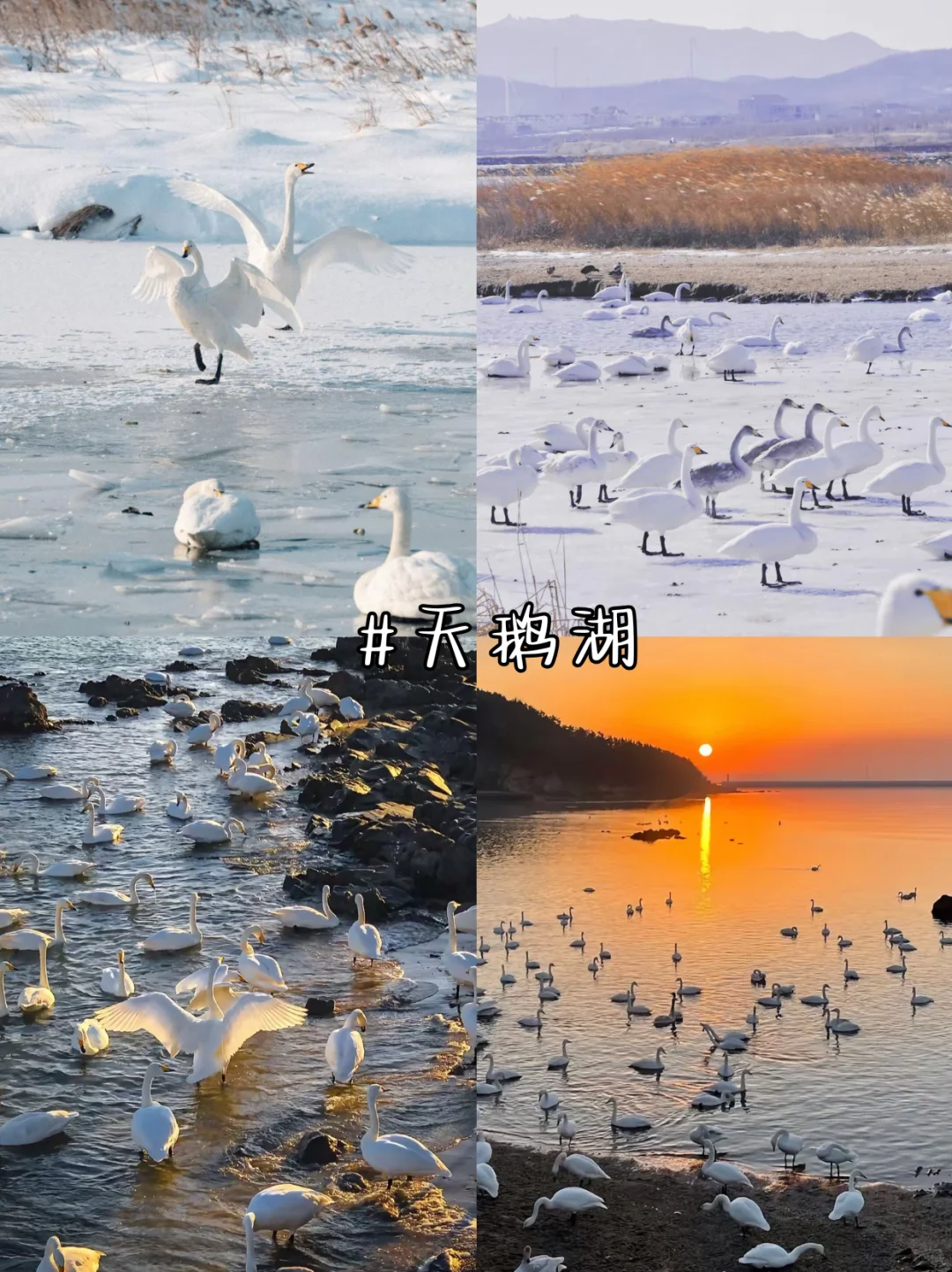 下了雪的威海 到底有多绝‼️