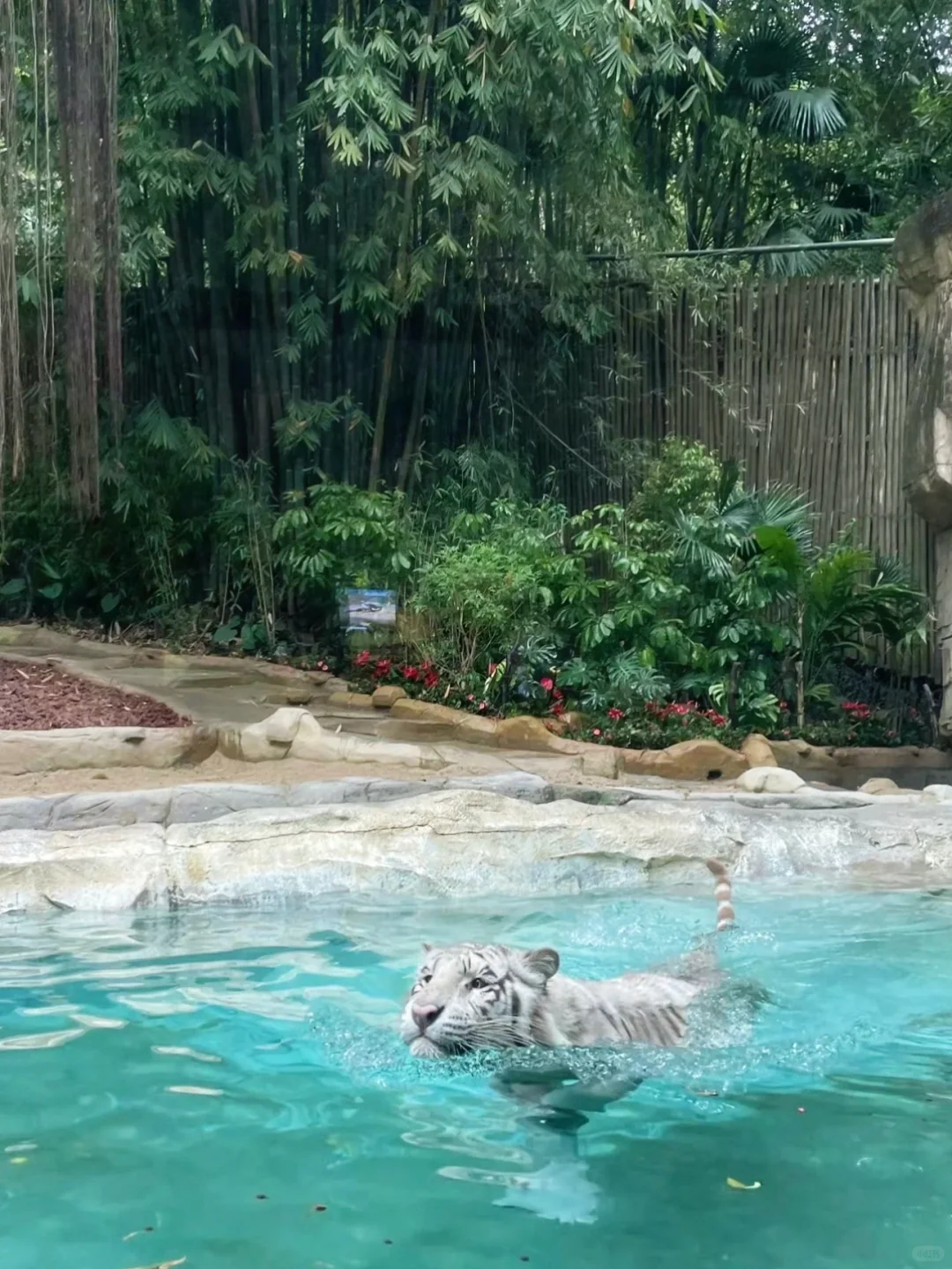 长隆内部员工说些大实话，广州长隆真的划算