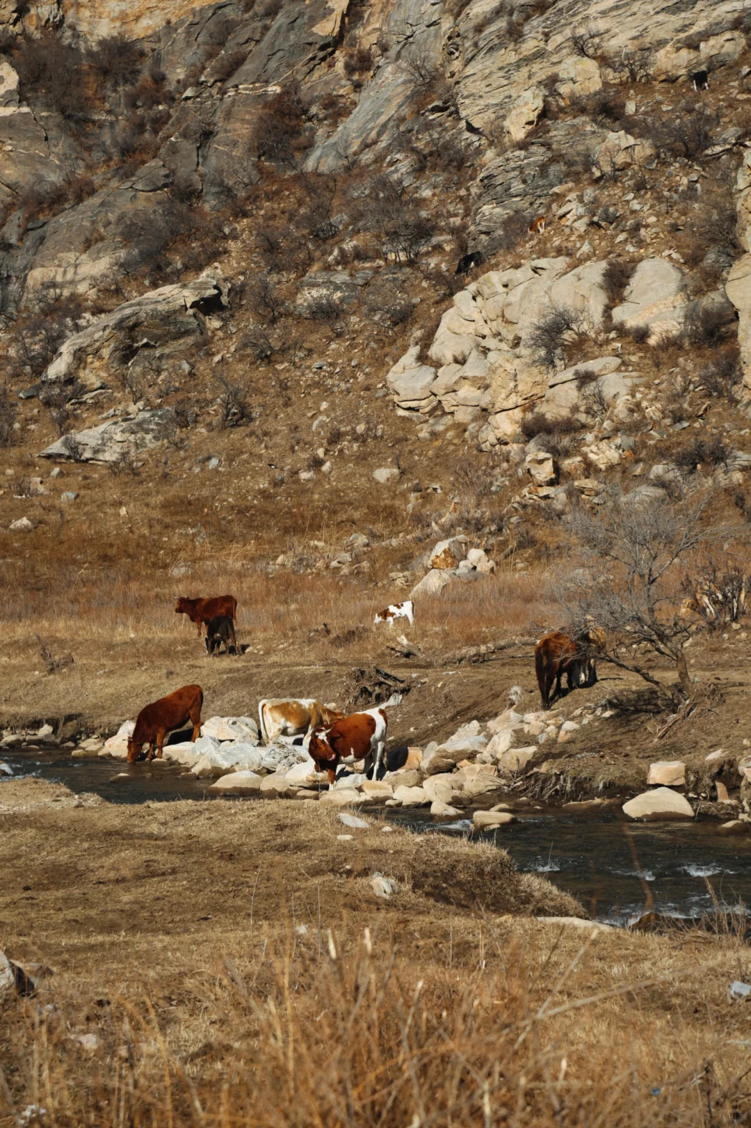 #内蒙古呼和浩特📍看雪玩雪实图攻略