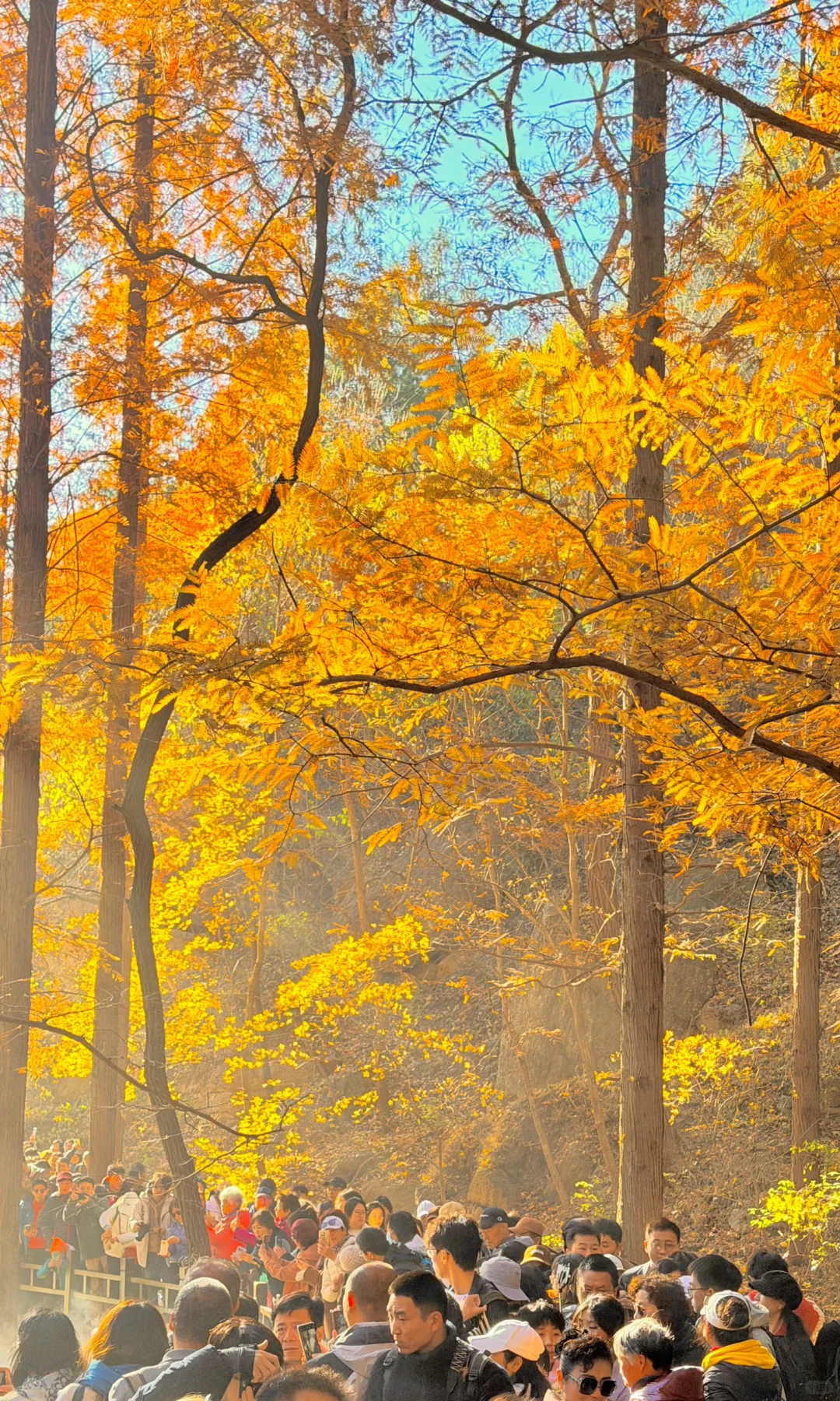2025.11.9｜北京植物园杀疯了！！！！！！！！！！！！！