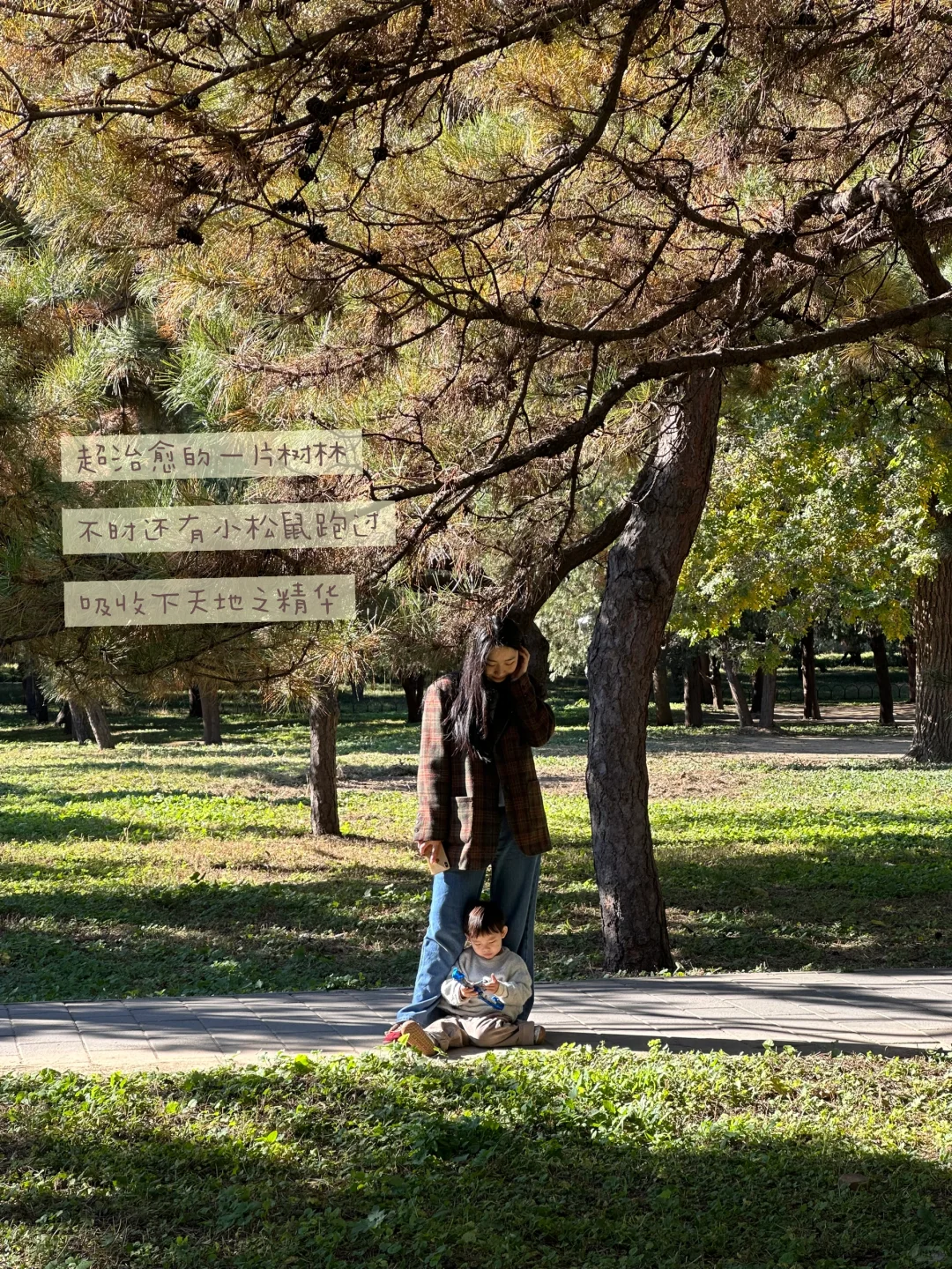 天坛的古松林，漫溢的秋意与松影