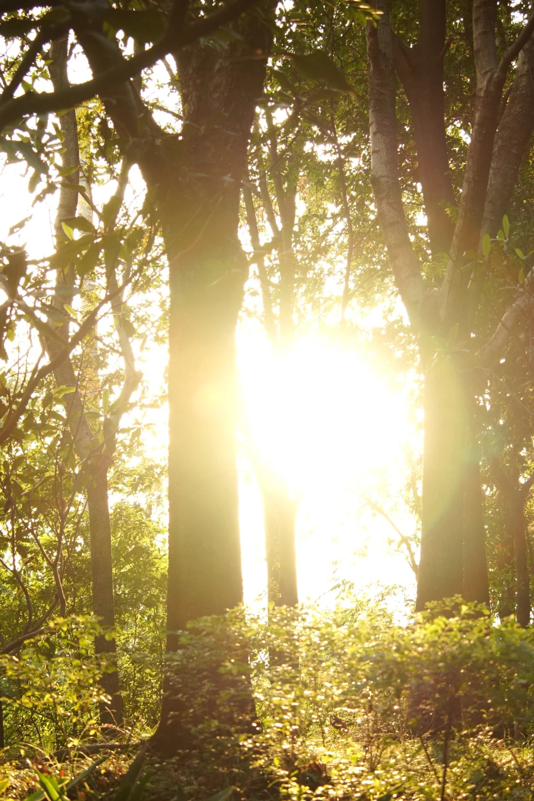 可以错过门票贵的景点，但别错过免费植物园