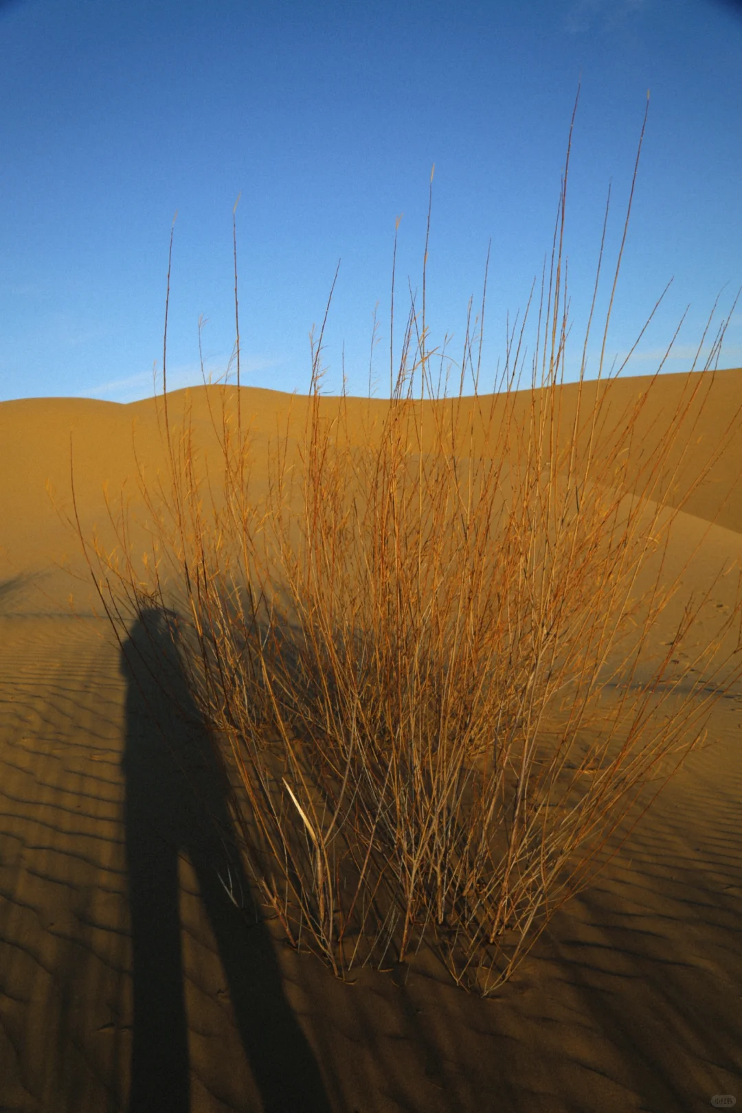 #内蒙古呼和浩特📍看雪玩雪实图攻略