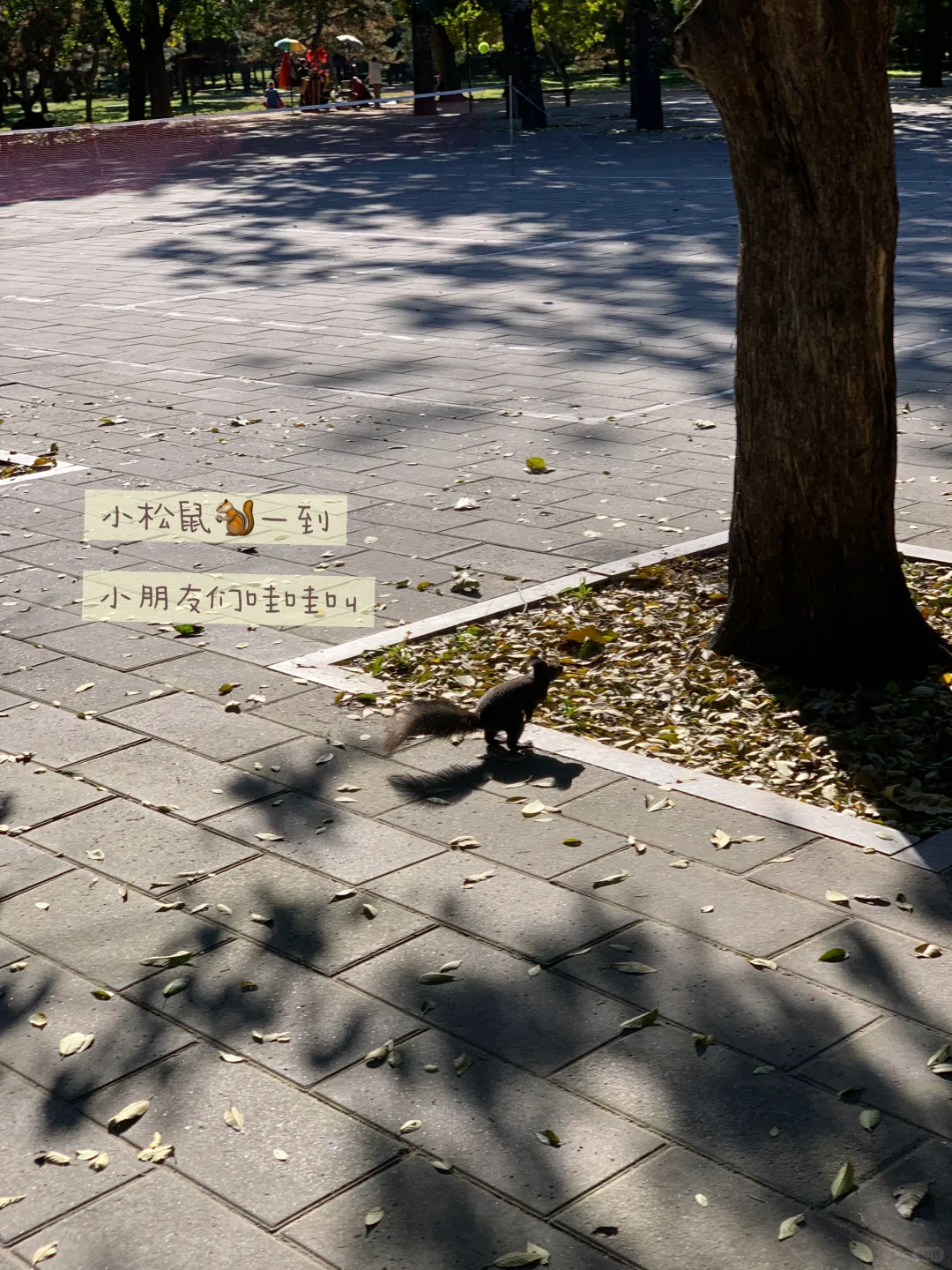 天坛的古松林，漫溢的秋意与松影