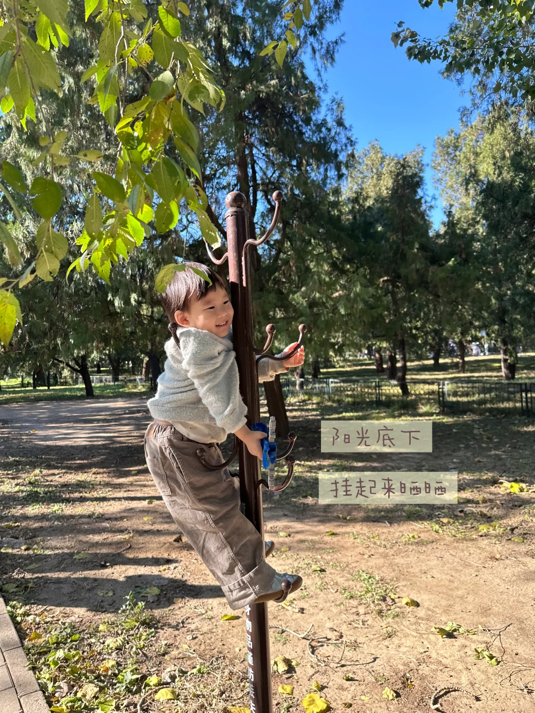 天坛的古松林，漫溢的秋意与松影