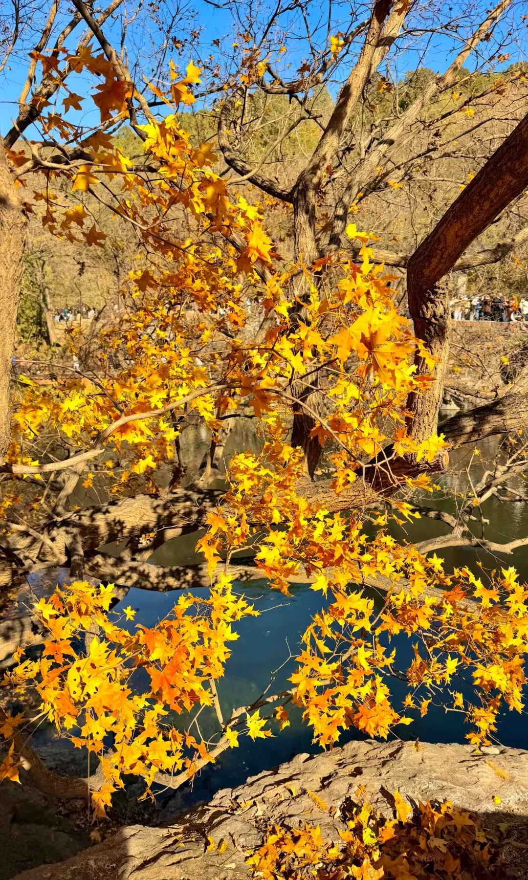 2025.11.9｜北京植物园杀疯了！！！！！！！！！！！！！