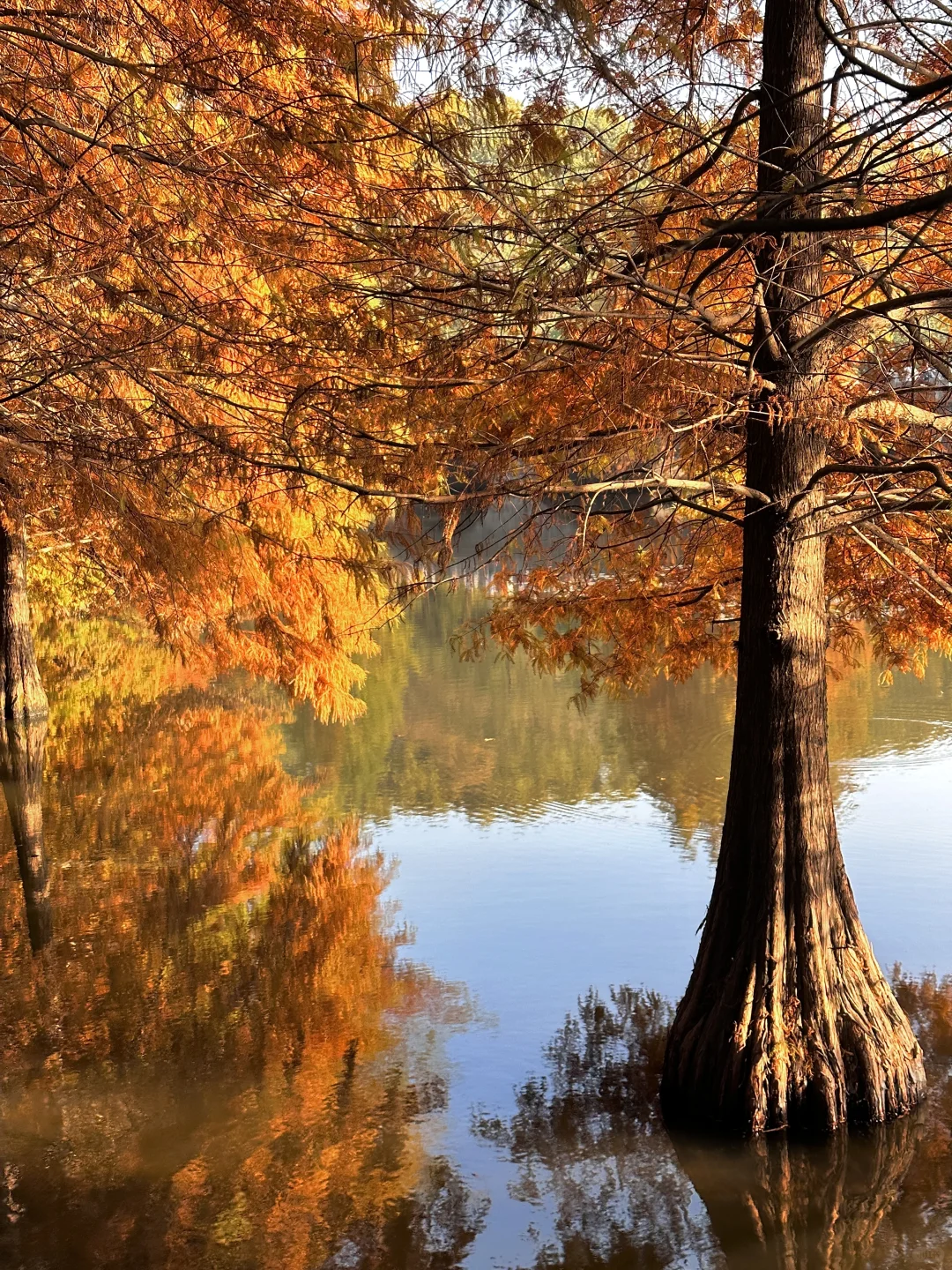 11.21实拍live🔥南京明孝陵落羽杉杀疯了！！！