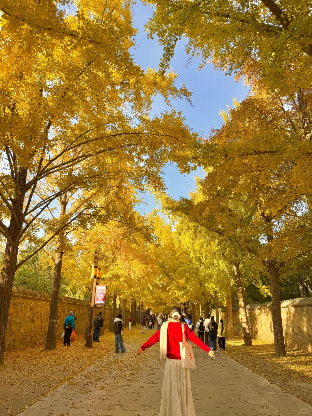 实拍live图,本周北京看银杏走这条路线🍂❗️