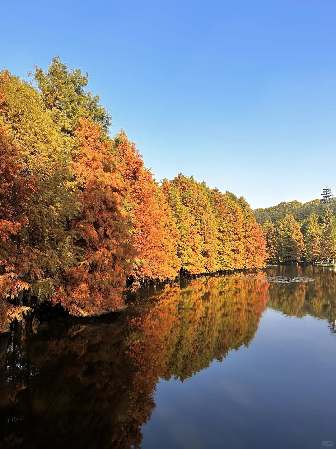 11.21实拍live🔥南京明孝陵落羽杉杀疯了！！！