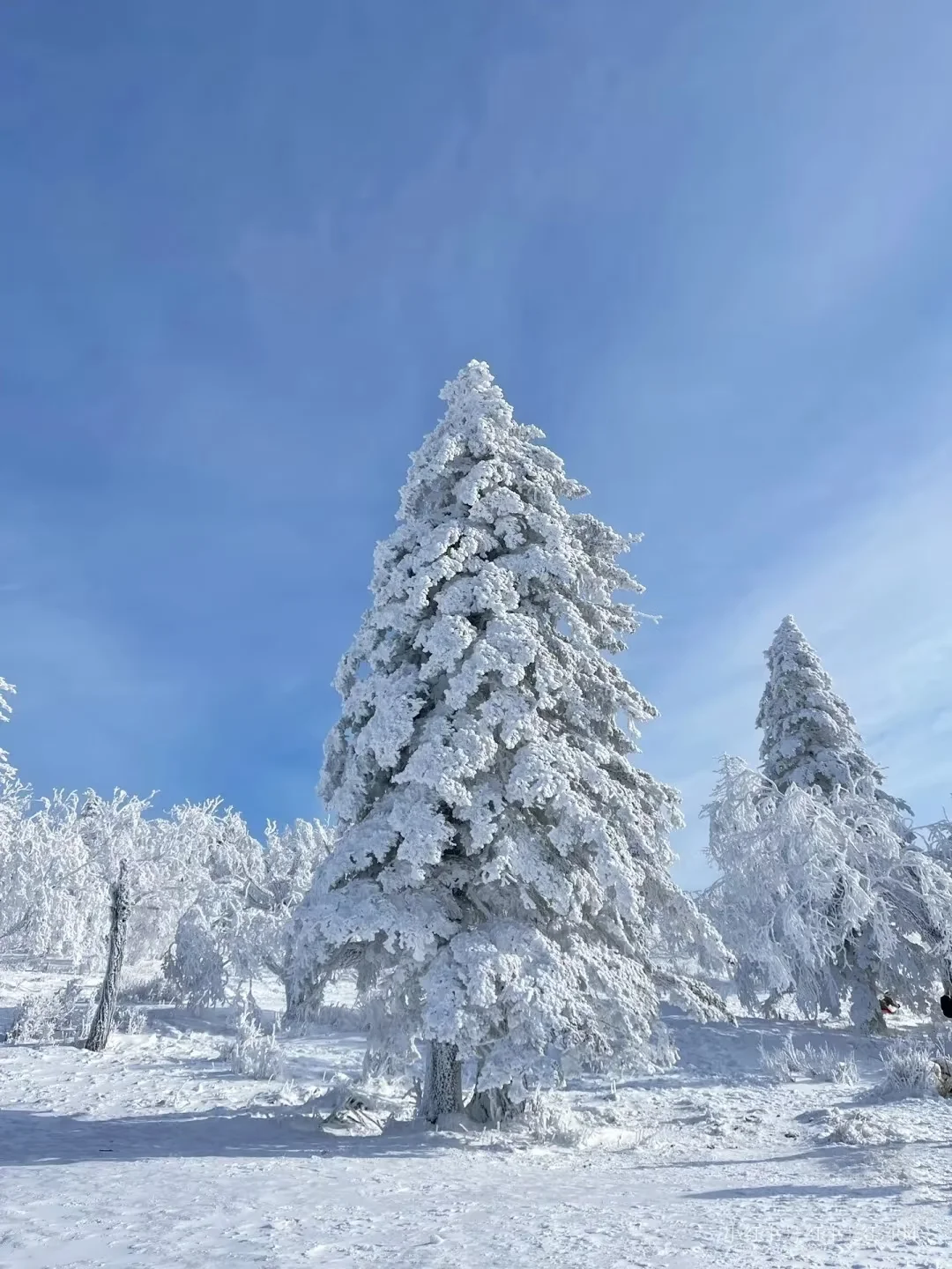 98元纯玩雪乡！日景+夜景+无购物超值