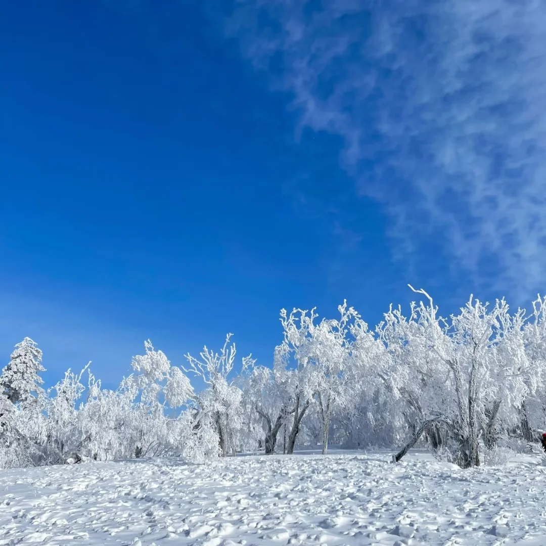 98元纯玩雪乡！日景+夜景+无购物超值