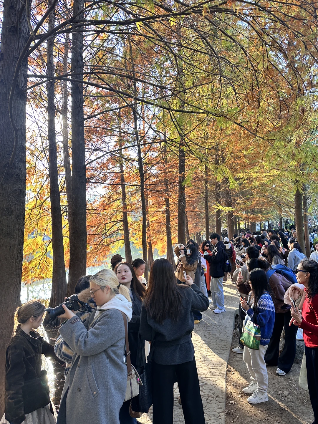 11.21实拍live🔥南京明孝陵落羽杉杀疯了！！！
