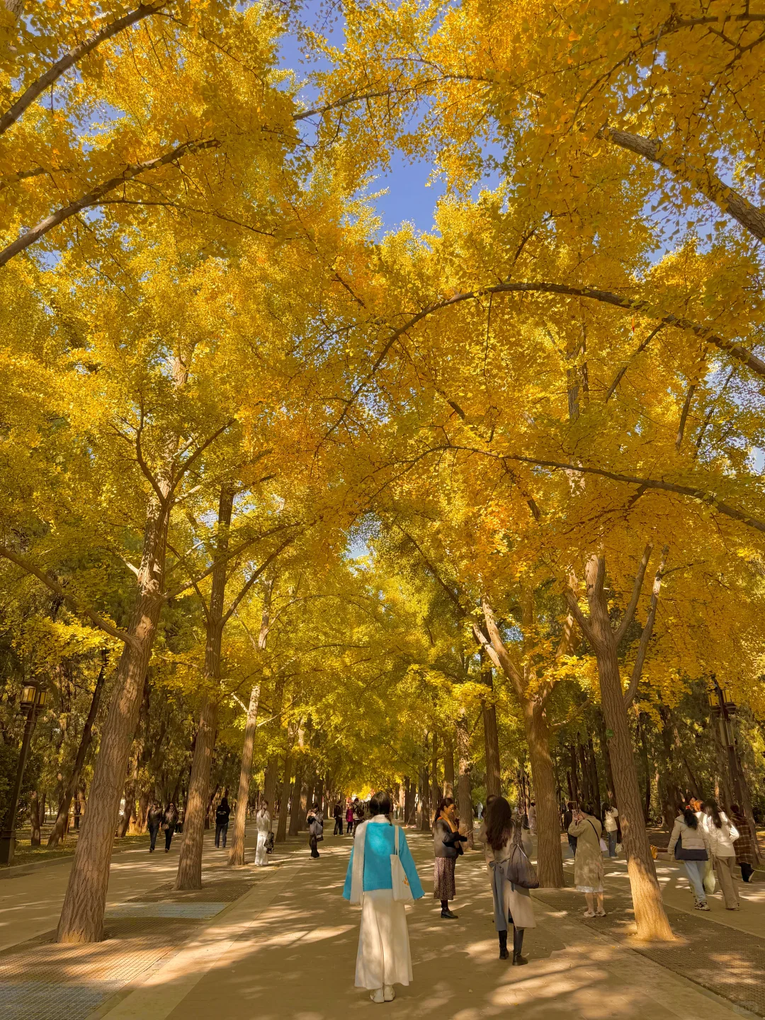 实拍live图,本周北京看银杏走这条路线🍂❗️