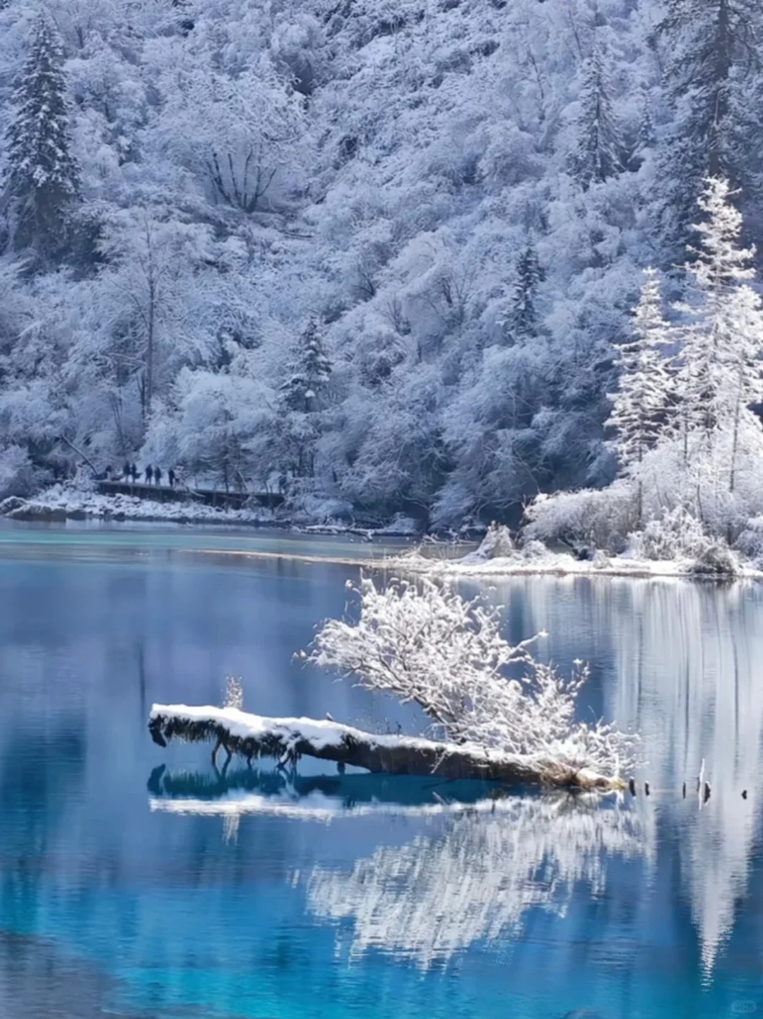 松潘玩雪已回!坚决不删,能劝一个是一个……
