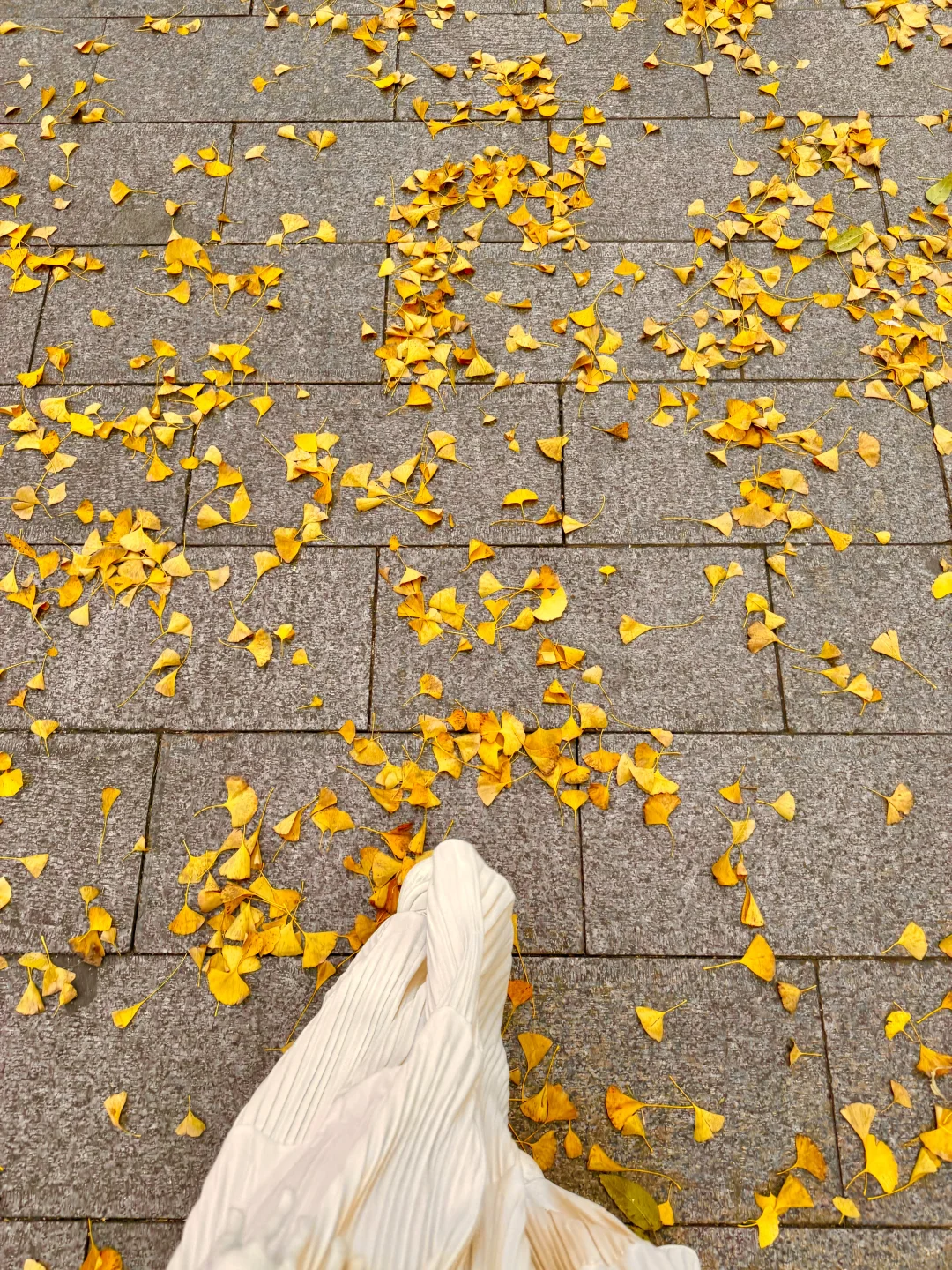 实拍live图,本周北京看银杏走这条路线🍂❗️