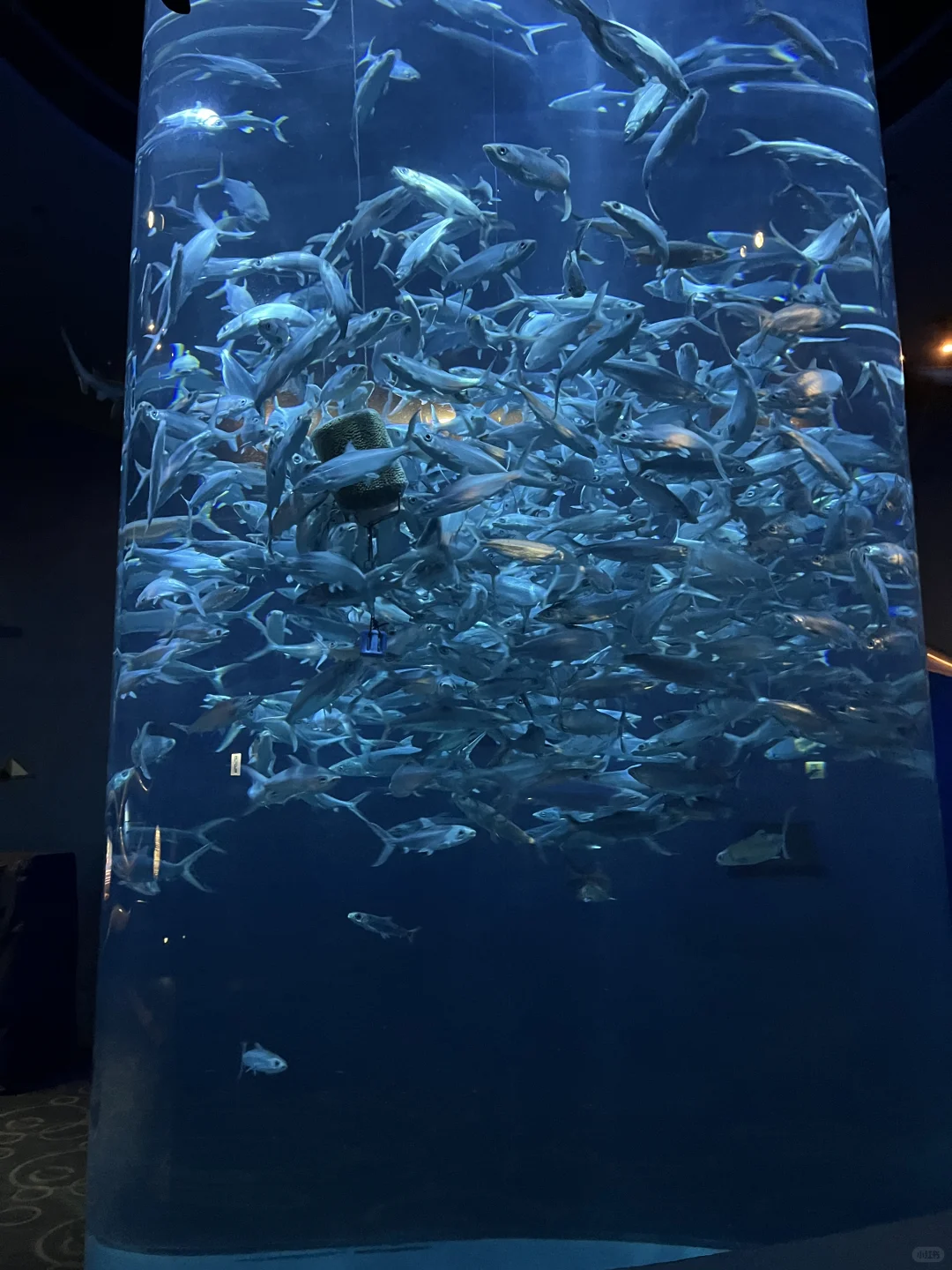 香港海洋公园小tips！