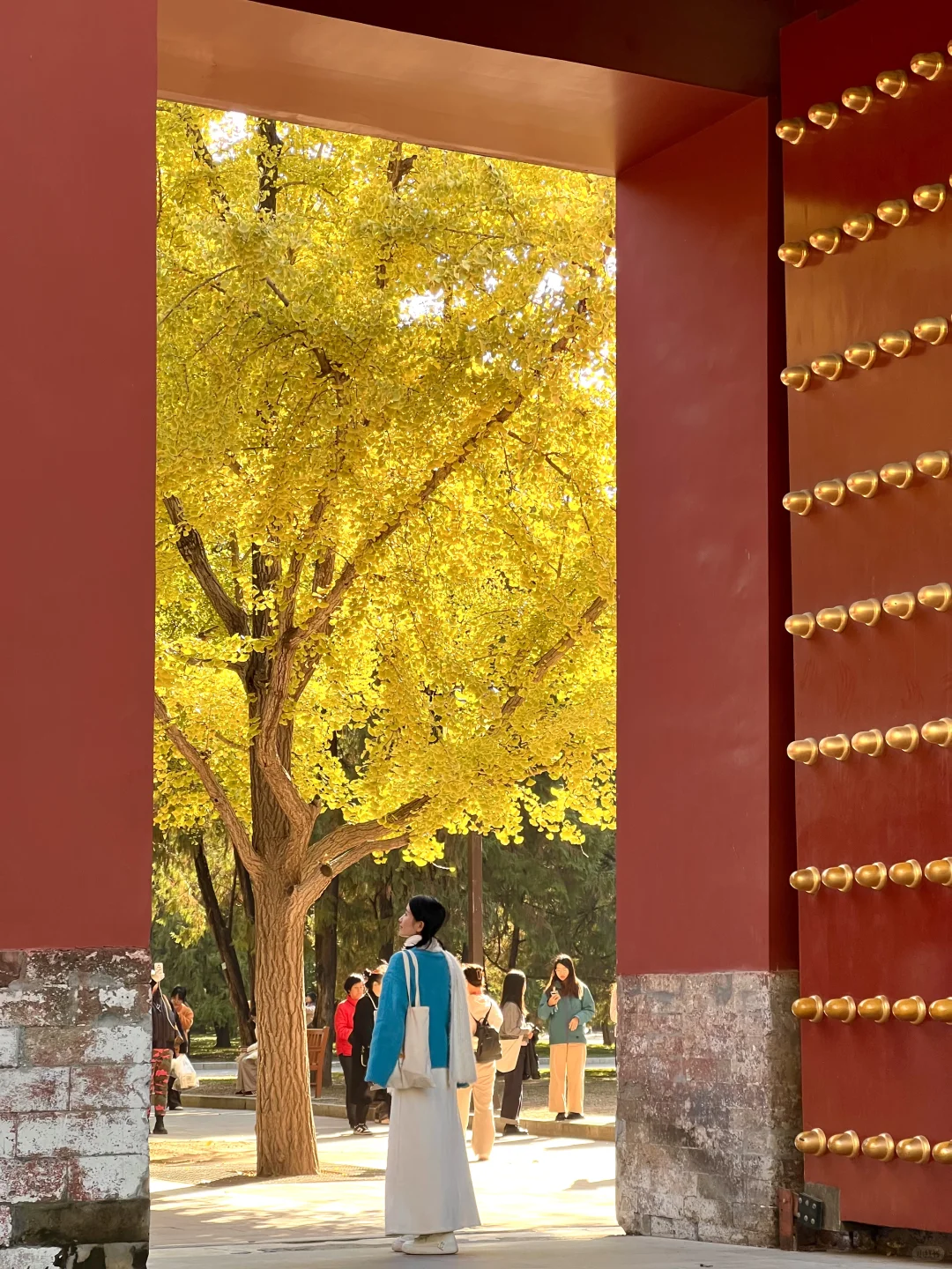 实拍live图,本周北京看银杏走这条路线🍂❗️
