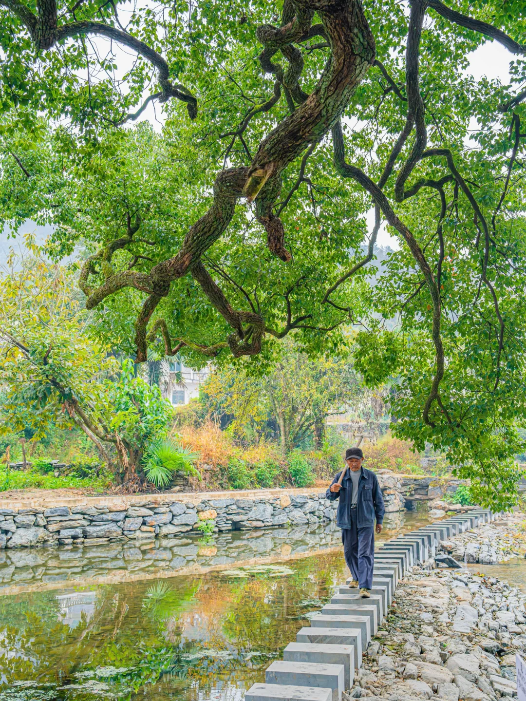 接下来的婺源,堪称国内旅游天花板‼️