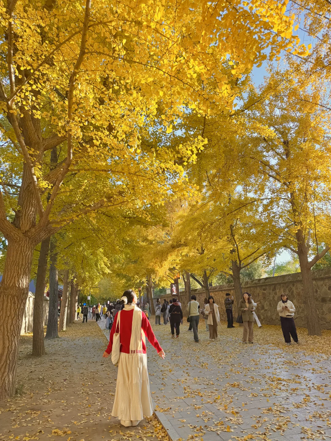 实拍live图,本周北京看银杏走这条路线🍂❗️