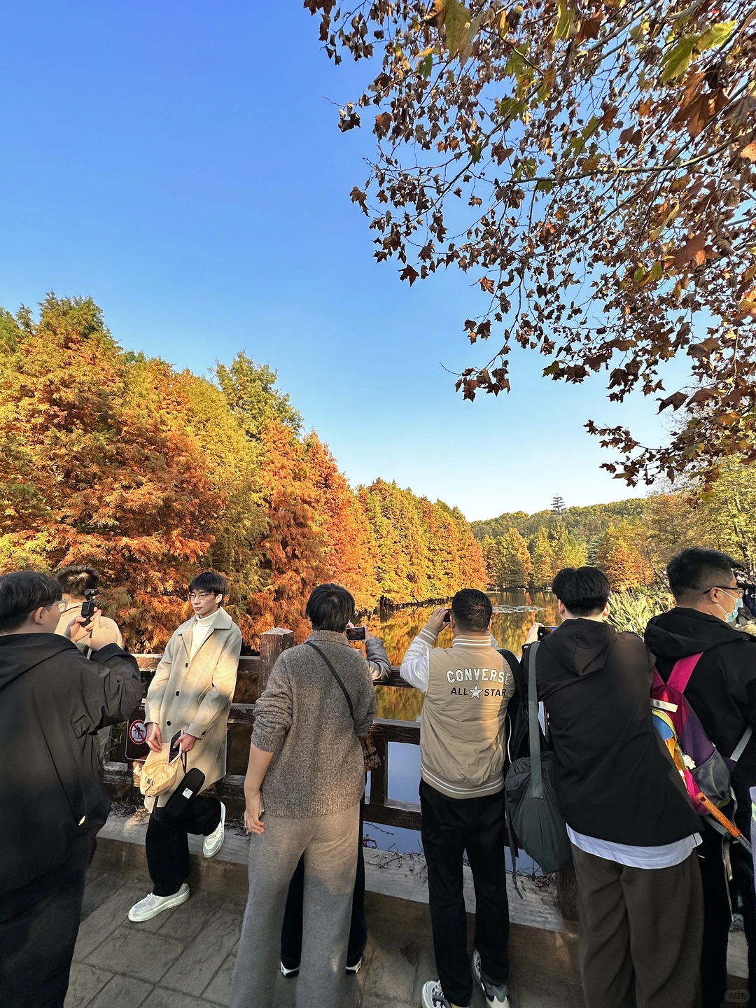 11.21实拍live🔥南京明孝陵落羽杉杀疯了！！！