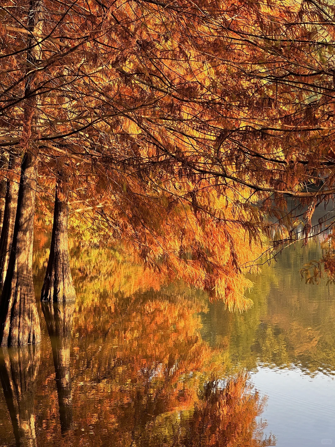 11.21实拍live🔥南京明孝陵落羽杉杀疯了！！！