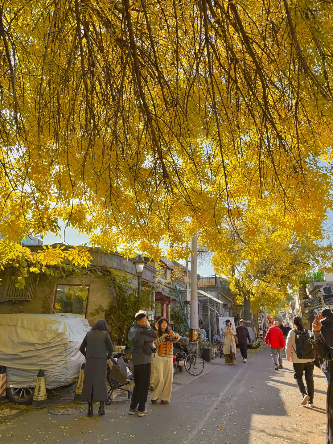 实拍live图,本周北京看银杏走这条路线🍂❗️