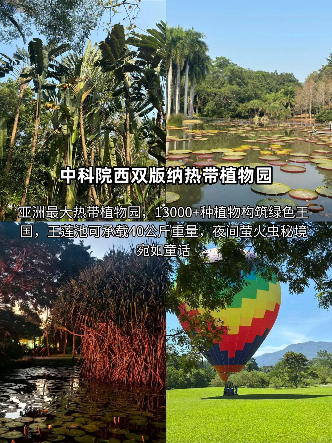 西双版纳精简攻略｜景点避坑+出片+美食