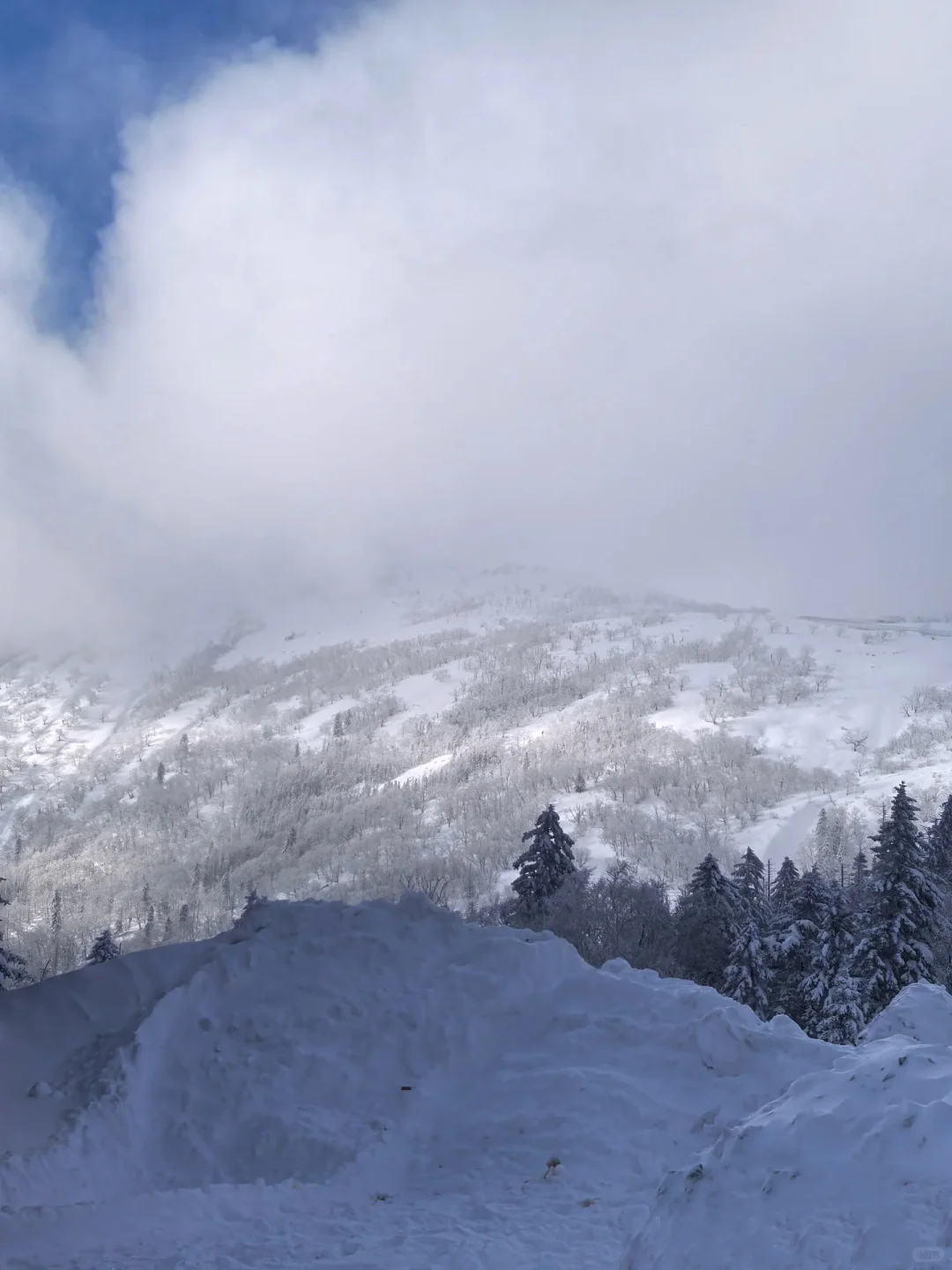 98元纯玩雪乡！日景+夜景+无购物超值