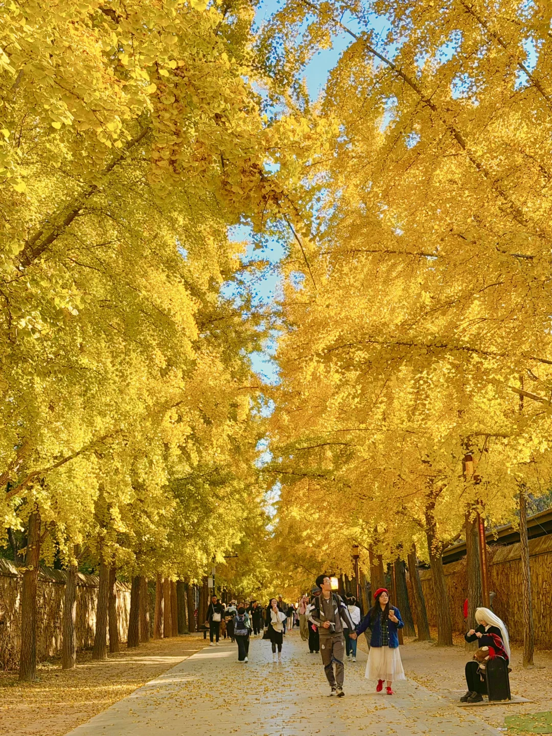 实拍live图,本周北京看银杏走这条路线🍂❗️