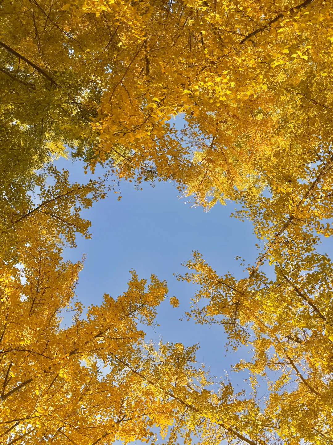 实拍live图,本周北京看银杏走这条路线🍂❗️