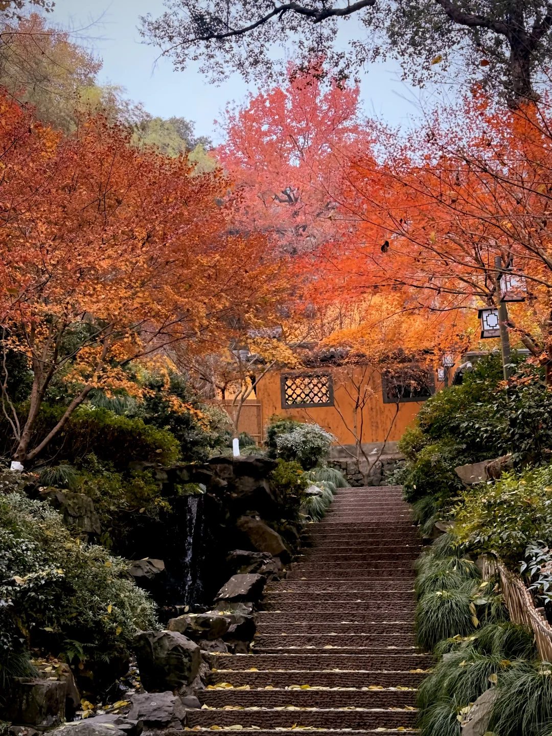 杭州永福寺的红叶应该是日本京都的平替了～