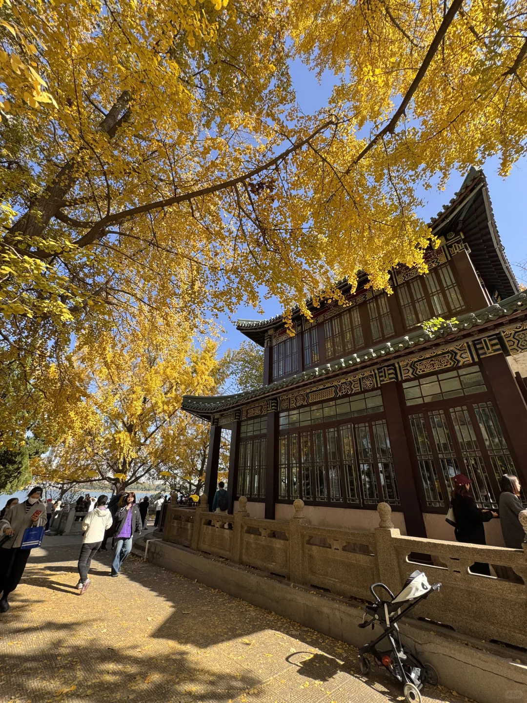 11.26南京玄武湖银杏&明孝陵落羽杉