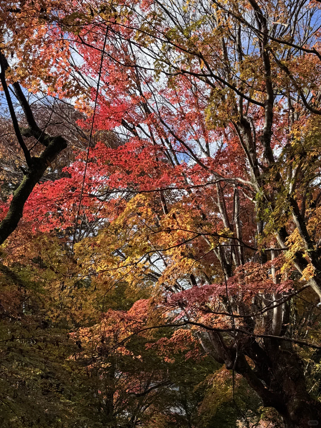 京都的美无法复刻