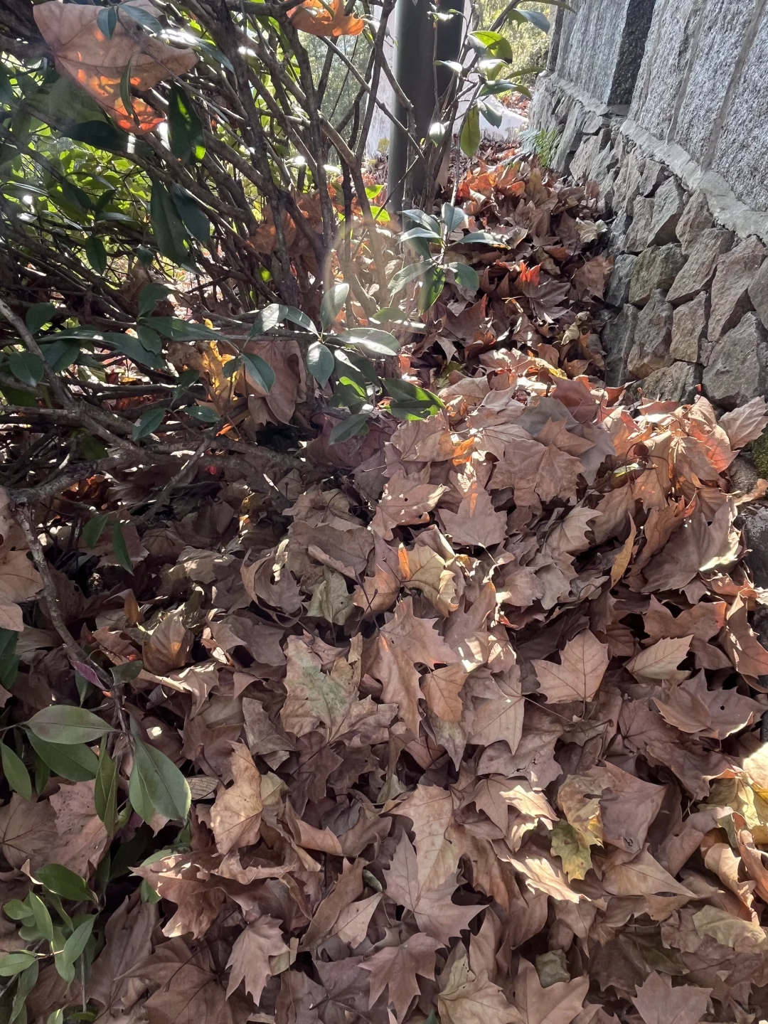 莫干山赏秋，美得太超过了！