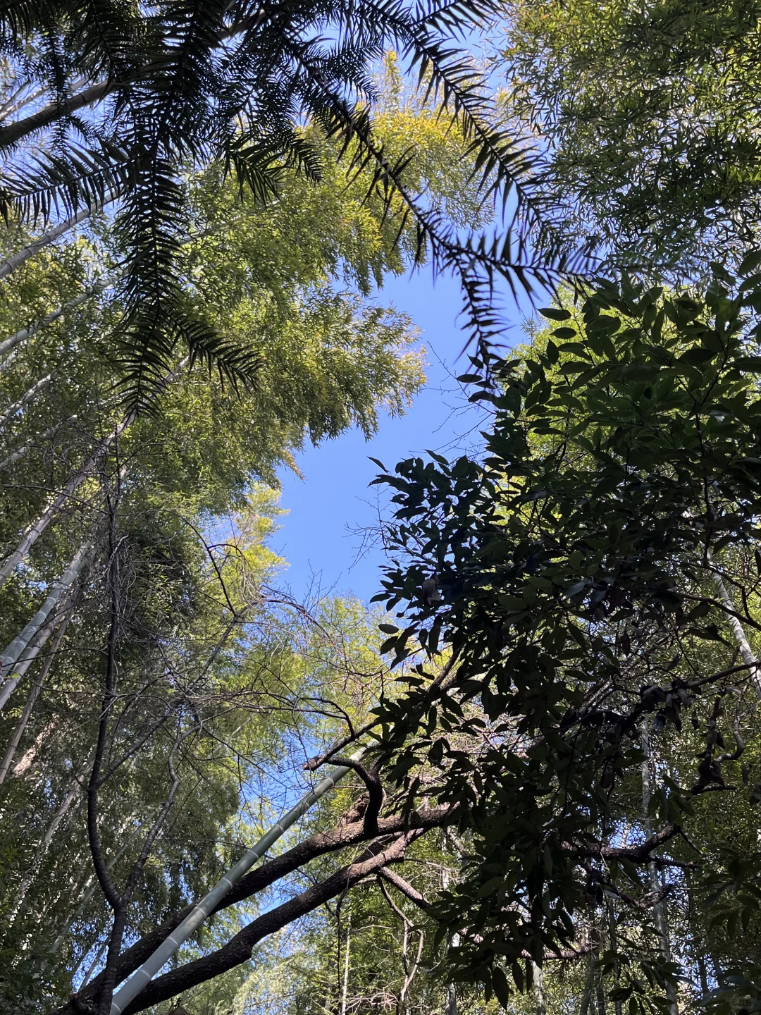 莫干山赏秋，美得太超过了！