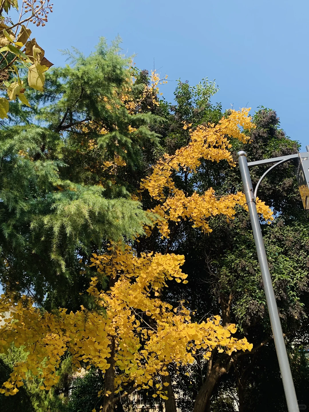 秋天丛台公园的银杏林也太有感觉了8！🍂