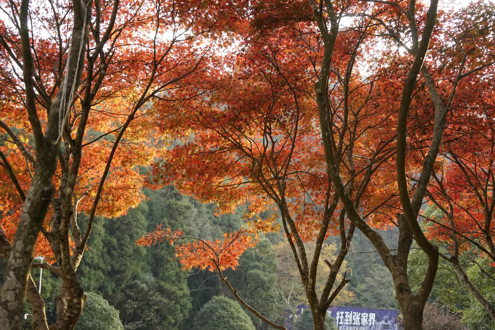 张家界攻略！避坑 + 省时