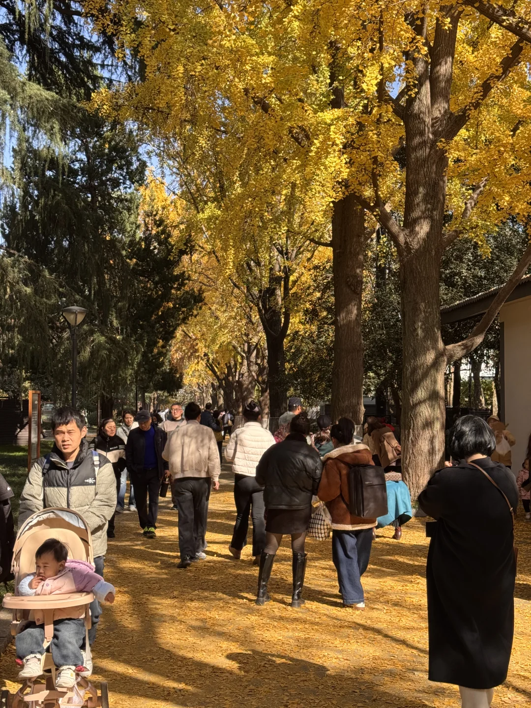 11.26南京玄武湖银杏&明孝陵落羽杉