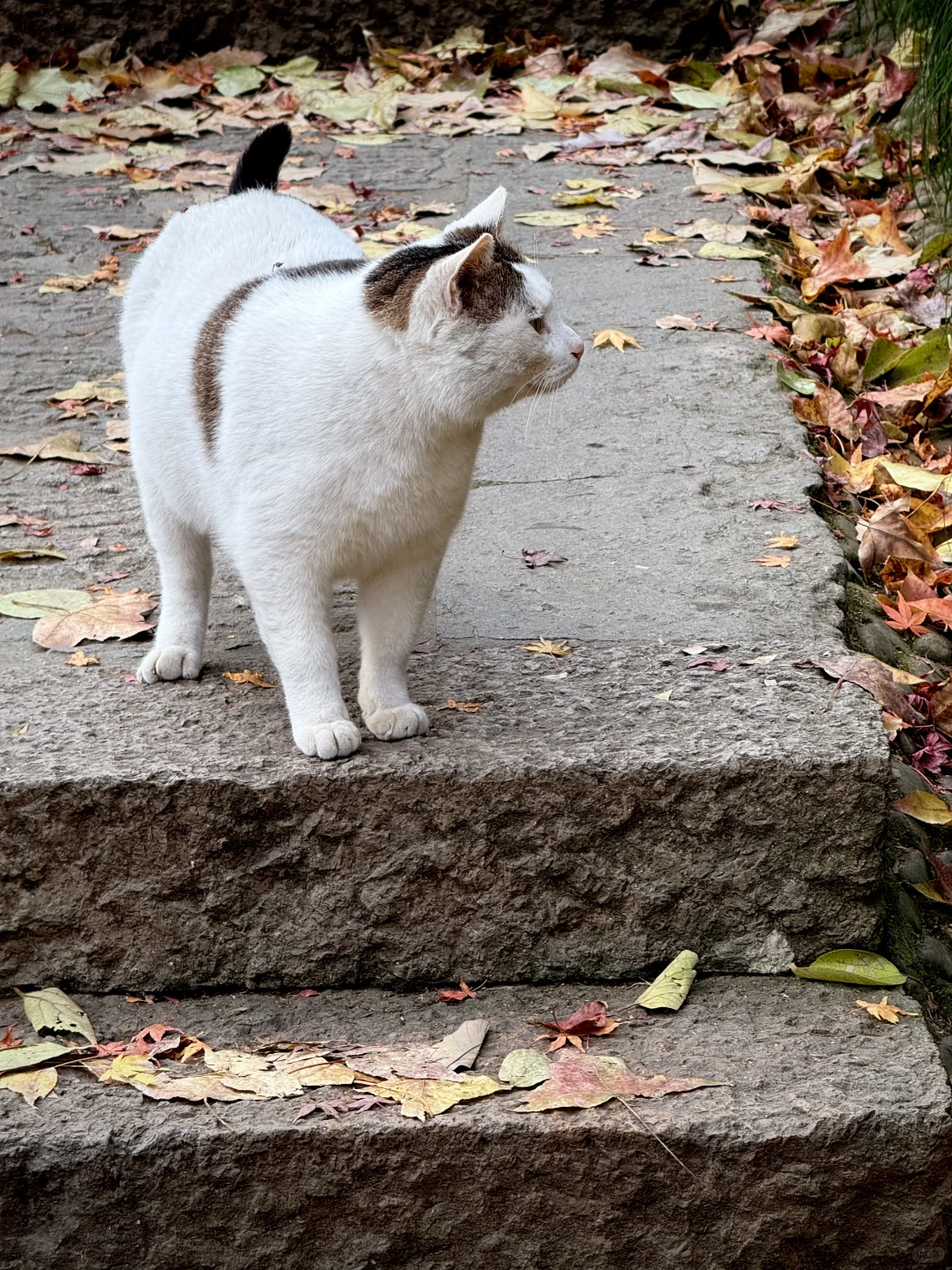 杭州永福寺的红叶应该是日本京都的平替了～