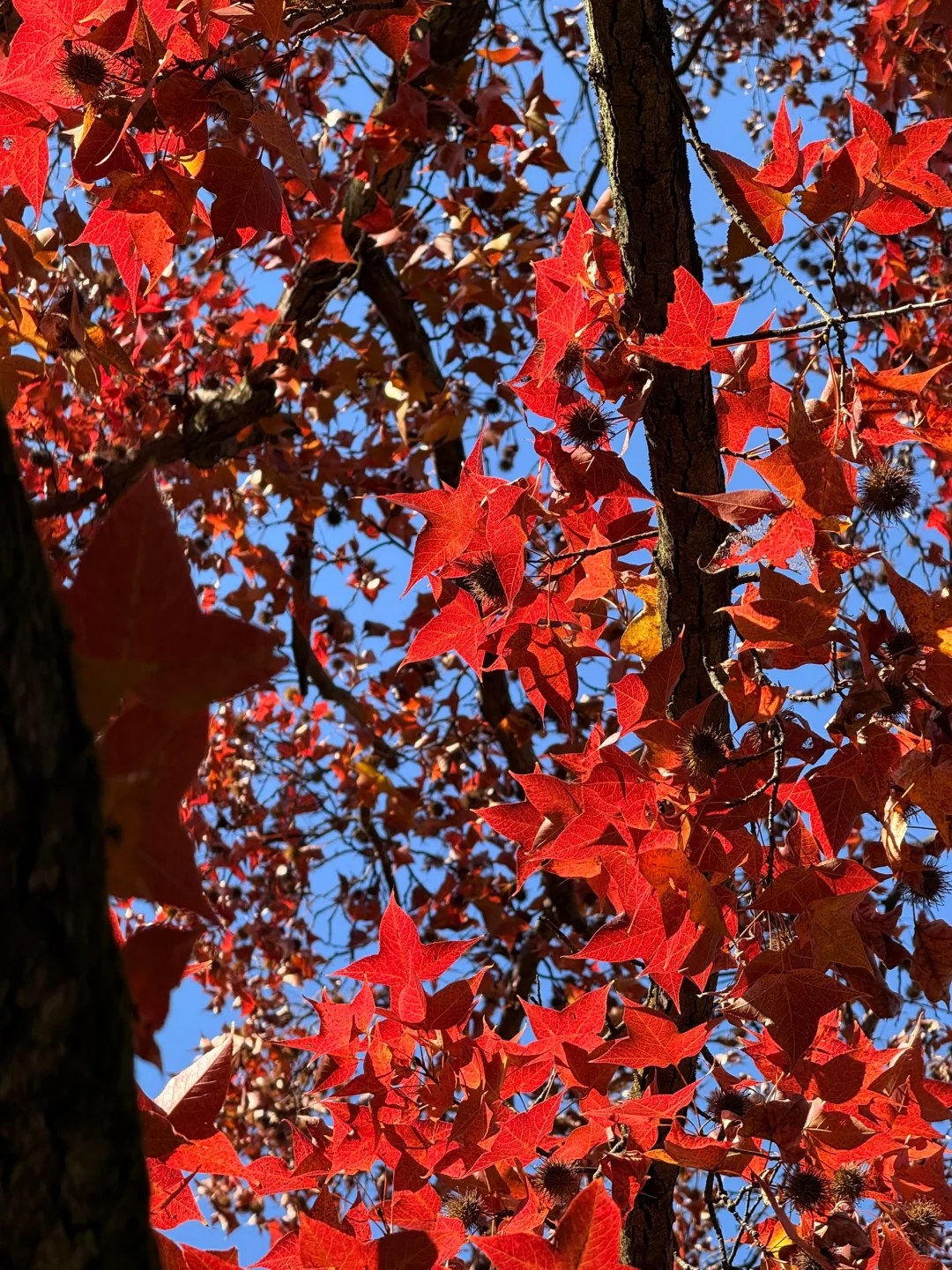 秋天可太好拍啦！🍂
