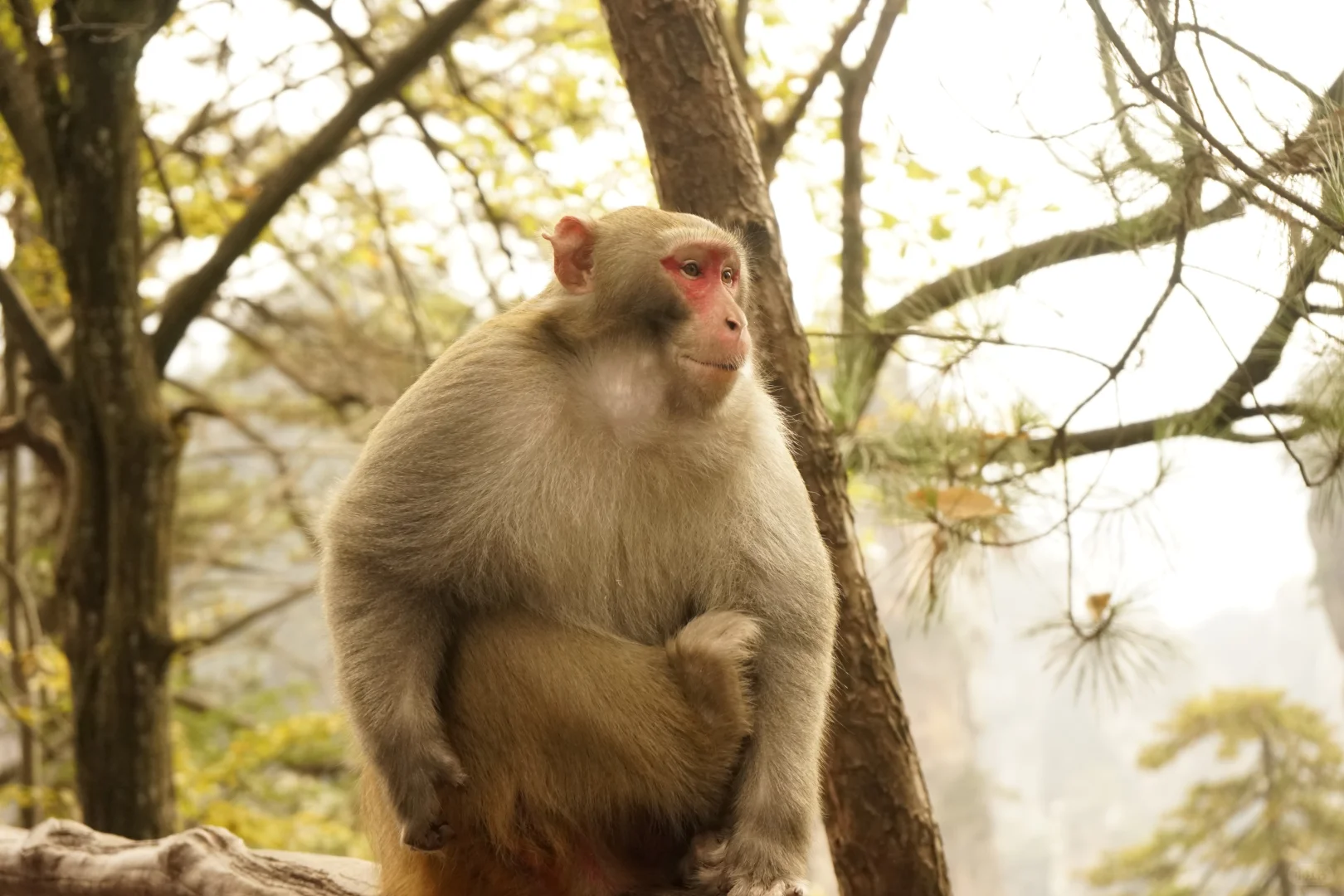 张家界攻略！避坑 + 省时