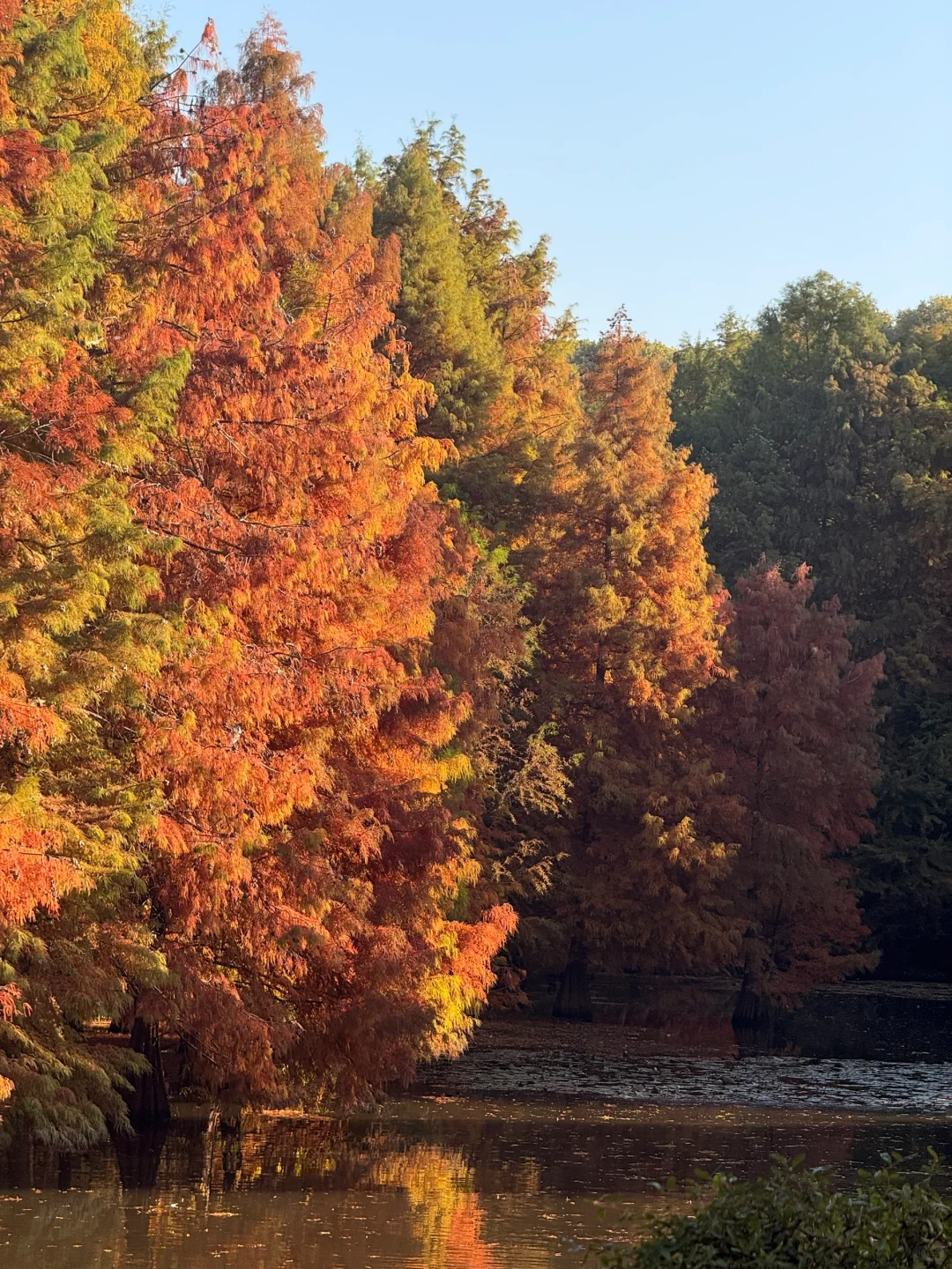 秋天可太好拍啦！🍂