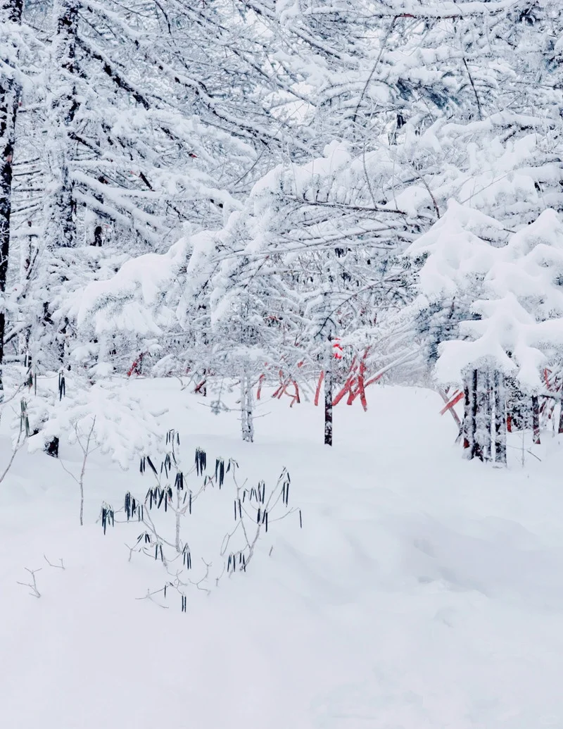 这是圣莫里茨？NO!这是祖国的昆明❄️！