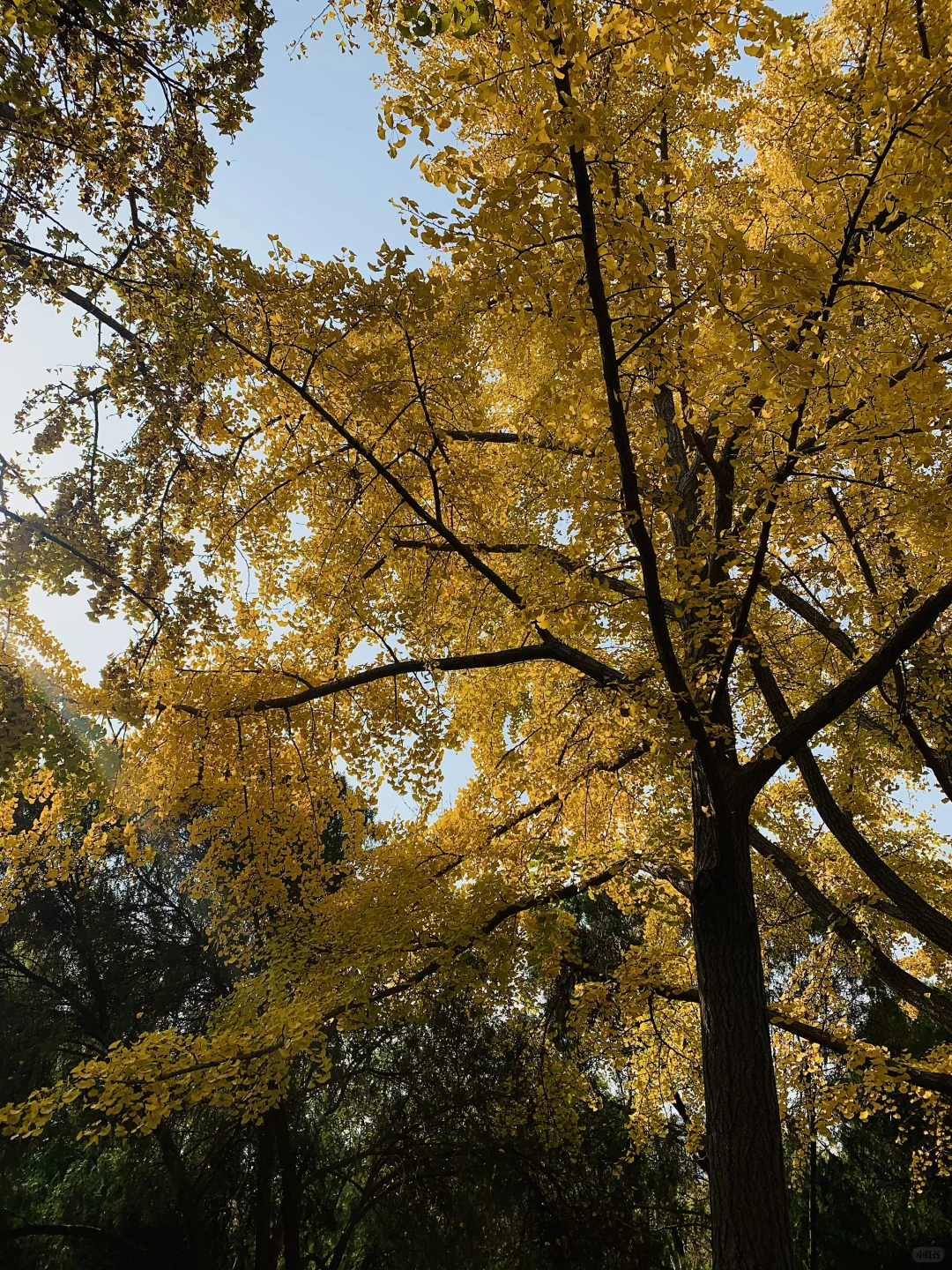 秋天丛台公园的银杏林也太有感觉了8！🍂