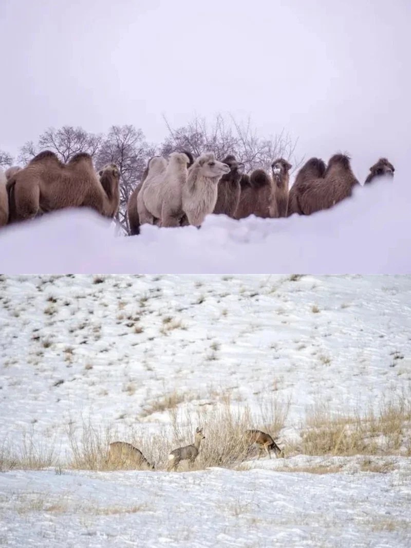 锡林郭勒冬日梦幻旅游攻略