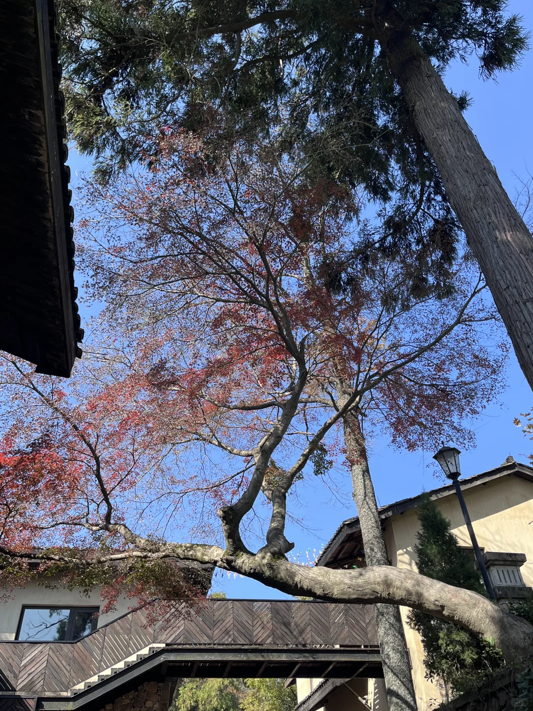 莫干山赏秋，美得太超过了！