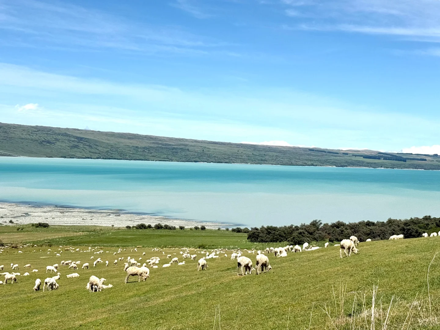 国人对新西兰的开发只有1%🇳🇿附攻略