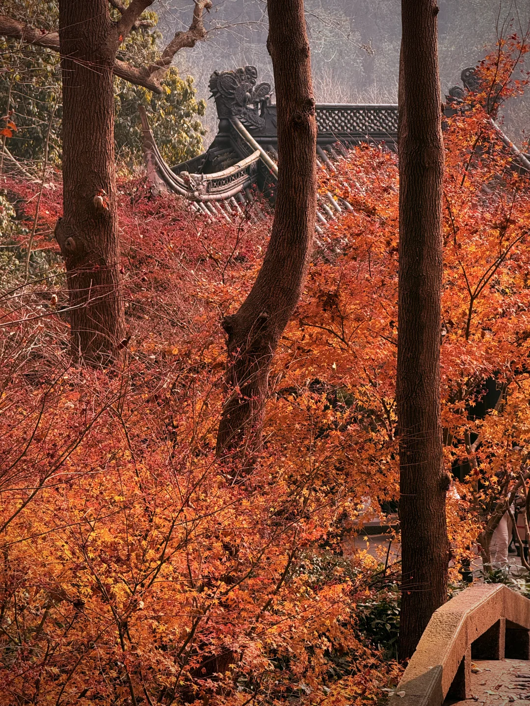 杭州永福寺的红叶应该是日本京都的平替了～