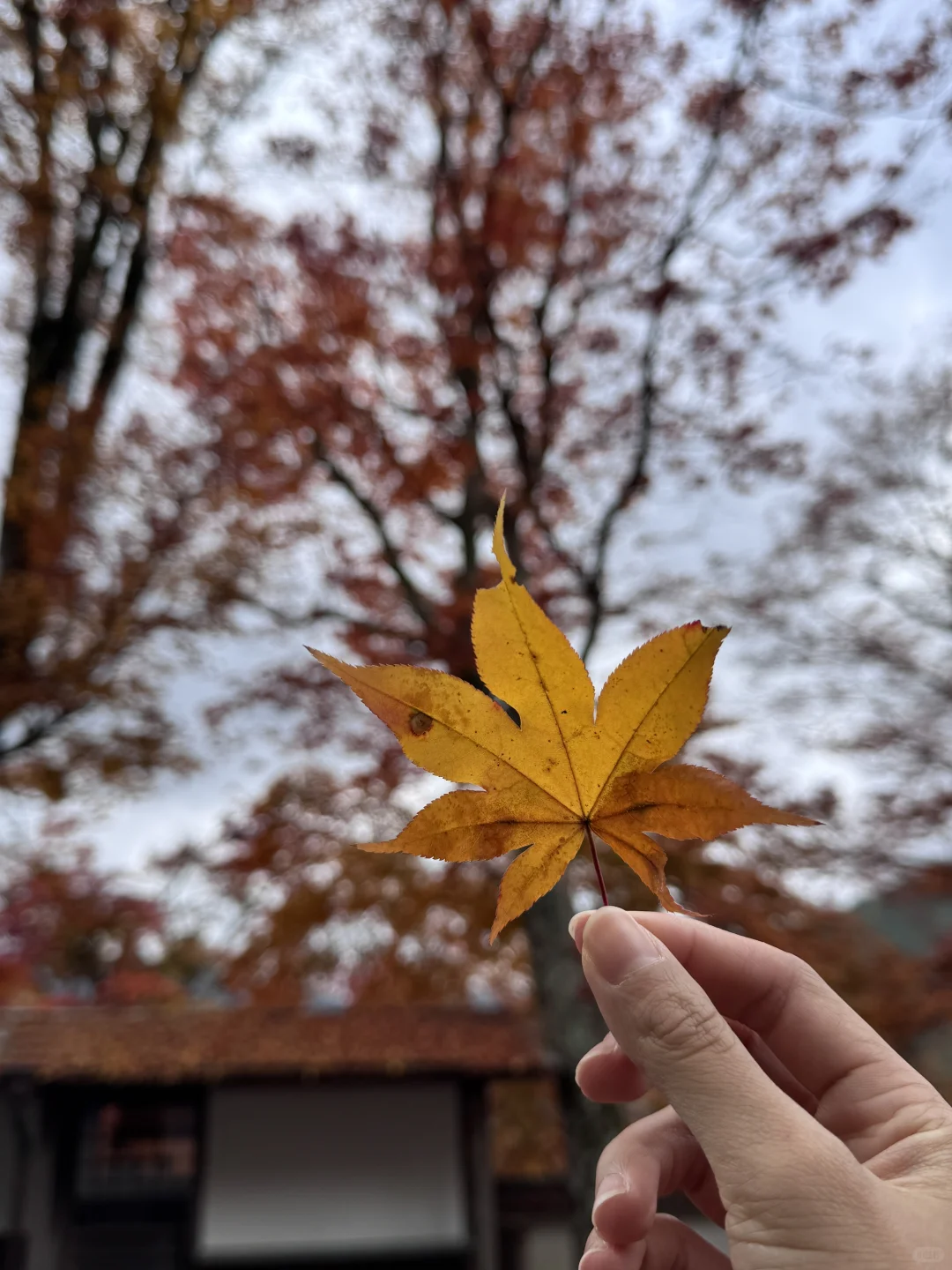 京都的美无法复刻