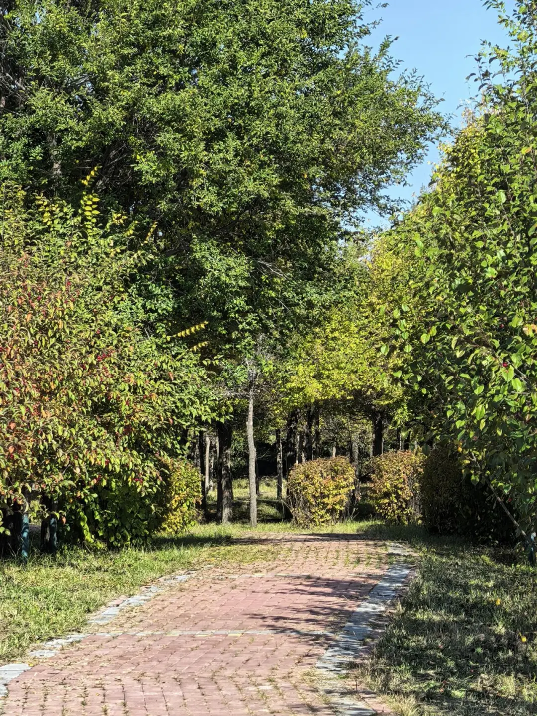 乌兰察布📍这个金色小城美到失语🍂